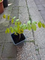 Walnoot boompje, Ophalen, Minder dan 100 cm, Zomer