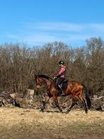 Uitzonderlijk lieve en talentvolle jonge ruin, Gechipt, Ruin, Dressuurpaard, Zadelmak