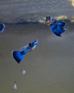 Koppel raszuivere blue moscow guppen. Blauwe gup, Dieren en Toebehoren, Vis