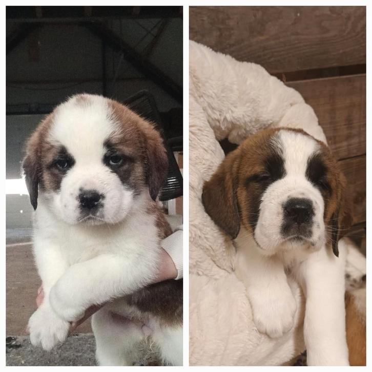 Sint Bernard pups (teefjes) mogen het nest verlaten!, Dieren en Toebehoren, Honden | Niet-rashonden, Groot, Meerdere dieren, Particulier