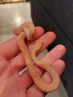 2 Afrikaanse huisslang jongen. Albino en normale kleur, Slang, Tam, 0 tot 2 jaar