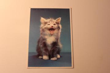 Katten Postkaart - Miauwend Kitten, blauwe Achtergrond