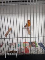 Bastaard putter man, Dieren en Toebehoren, Vogels | Overige Vogels, Mannelijk, Wildzangvogel, Geringd