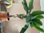 Musa/ bananenplant, Huis en Inrichting, Kamerplanten, 100 tot 150 cm, Palm, Halfschaduw, In pot