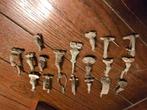 Fibula fibulae mantelspeld romeins keltisch, Contacten en Berichten
