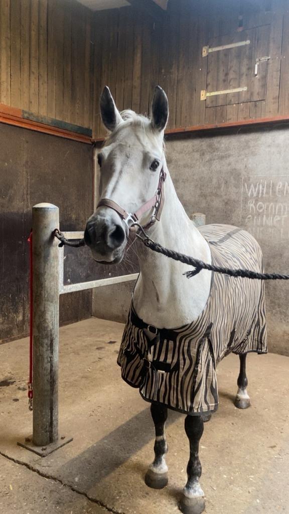 Te koop / te ruil Onze geliefde Connemarapony Luna, Dieren en Toebehoren, Pony's, Merrie, D pony (1.37m tot 1.48m), Springpony
