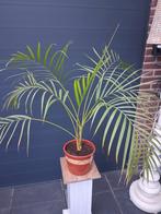 Areca Palm in Pot, Ophalen, Palm, Halfschaduw, In pot