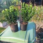 Euonymus green spire(Beste buxus vervanger), Tuin en Terras, Ophalen, Overige soorten, Haag, Minder dan 100 cm