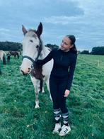 Opzoek naar bijrijd/verzorg paard, Ophalen of Verzenden, Dressuur