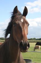 Enorm aanhankelijke en chique 2 jarige ruin te koop!, Dieren en Toebehoren, Paarden, Ruin, Niet van toepassing, Dressuurpaard
