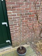 Appelboom, Lente, Volle zon, In pot, Ophalen of Verzenden