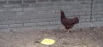 Kippen, Dieren en Toebehoren, Pluimvee, Vrouwelijk, Kip