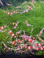 mooie Crystal red garnalen, Dieren en Toebehoren, Kreeft, Krab of Garnaal, Zoetwatervis, Schoolvis