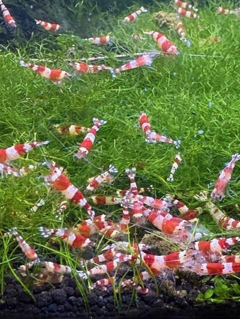 mooie Crystal red garnalen, Dieren en Toebehoren, Vissen | Aquariumvissen, Zoetwatervis, Kreeft, Krab of Garnaal, Schoolvis