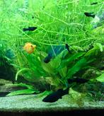 Black molly's nakomelingen, Dieren en Toebehoren, Vis