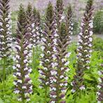 Acanthus mollis in een 2.5 liter pot., Tuin en Terras, Volle zon, Vaste plant, Zomer, Ophalen
