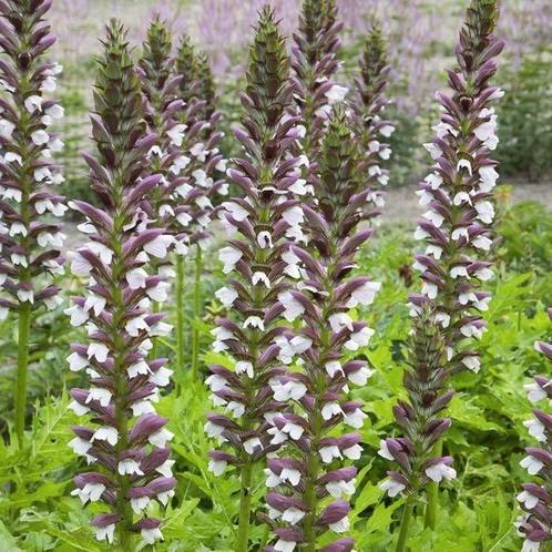 Acanthus mollis in een 2.5 liter pot., Tuin en Terras, Planten | Tuinplanten, Vaste plant, Overige soorten, Volle zon, Zomer, Ophalen