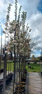 sierappel malus Evereste nu in volle bloei, Tuin en Terras, Planten | Bomen, In pot, Overige soorten, Ophalen