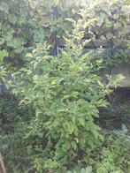 Sambucus nigra, Vlierbes +/- 200cm hoog (2stuks), Ophalen, Overige soorten, Struik, 100 tot 250 cm