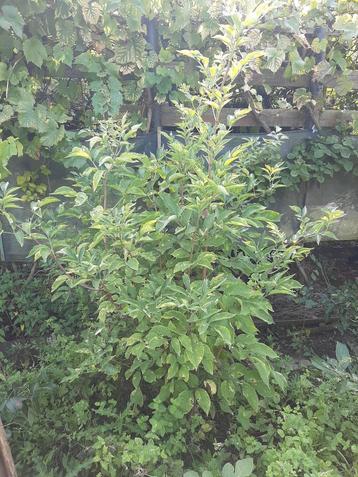 Sambucus nigra, Vlierbes +/- 200cm hoog (2stuks) beschikbaar voor biedingen
