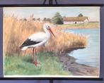 Oude Schoolkaart Ooievaar aan het water, Antiek en Kunst, Ophalen of Verzenden, Natuur en Biologie