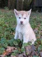 Husky pups aangeboden, mogen het nest verlaten, CDV (hondenziekte), 8 tot 15 weken, Poolhond, Meerdere