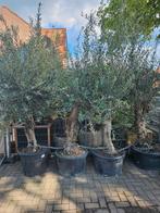 Grote olijfbomen 250cm+ dikke grillige stam, Tuin en Terras, Planten | Bomen, Volle zon, Ophalen of Verzenden, 100 tot 250 cm