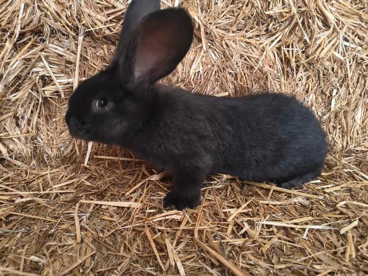 Ijzergrauwe jonge Vlaamse voedster, Dieren en Toebehoren, Konijnen, Groot, Vrouwelijk