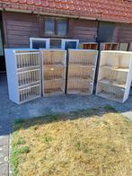 Broed vakken, Meerdere dieren, Postduif