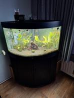 Aquarium, Ophalen, Nieuw, Leeg aquarium