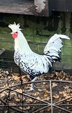 Appenzeller spitskuif haantje, Dieren en Toebehoren, Pluimvee, Mannelijk, Kip