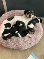Boerenfox puppy’s (2reutjes), Dieren en Toebehoren, CDV (hondenziekte), Particulier, Meerdere, 8 tot 15 weken