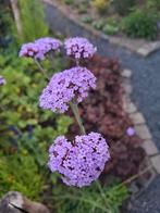 Verbena Bonariensis IJzerhard, Volle zon, Tweejarig, Zomer, Ophalen