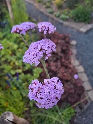 Verbena Bonariensis IJzerhard  beschikbaar voor biedingen
