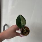 Alocasia aurea variegata, Ophalen of Verzenden, Overige soorten, Minder dan 100 cm