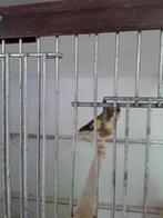 Te koop kanaries en zebravinken, Dieren en Toebehoren, Vogels | Kanaries, Meerdere dieren, Kleurkanarie