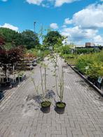 Restpartij acer campestre - veldesdoorn, Ophalen, In pot, Overige soorten, 100 tot 250 cm