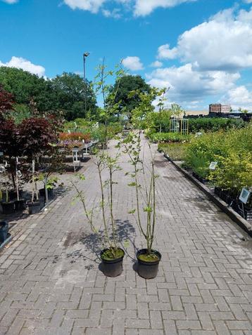 Restpartij acer campestre - veldesdoorn beschikbaar voor biedingen