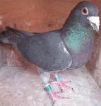 Postduif Super Inbred "Zwarte Panter", Dieren en Toebehoren, Mannelijk, Postduif