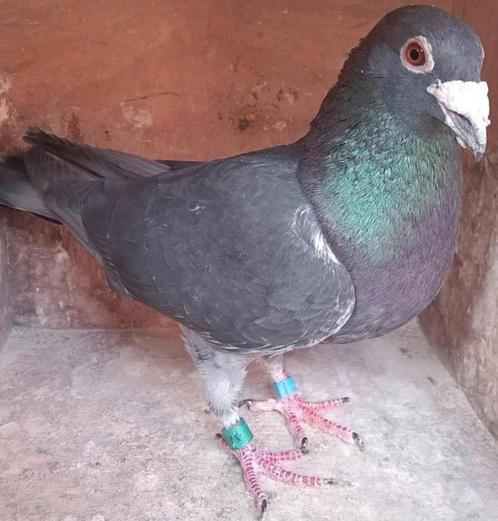 Postduif Super Inbred "Zwarte Panter", Dieren en Toebehoren, Vogels | Duiven, Postduif, Mannelijk