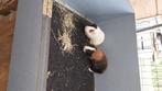 Cavia zeugjes, Vrouwelijk, Cavia, Na 1 juli 2024, Tam