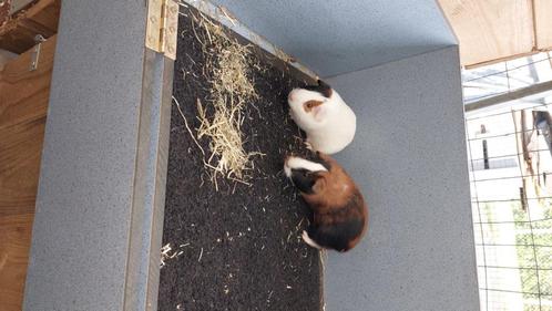Cavia zeugjes, Dieren en Toebehoren, Knaagdieren, Vrouwelijk, Cavia, Na 1 juli 2024, Tam