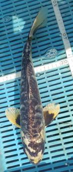 Koi 39cm, Karper of Koi