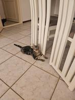 2 kittens  van 15 weken oud , broer en zus mogen  verhuizen., Dieren en Toebehoren, Katten en Kittens | Overige Katten