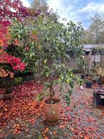 Grote ficus benjamin, Volle zon, 100 tot 250 cm, Zomer, Overige soorten