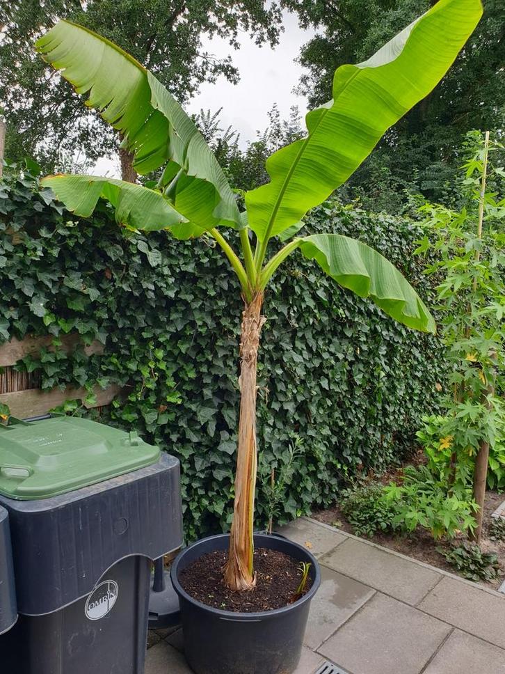 Bananenplant in pot (90 liter), Tuin en Terras, Planten | Tuinplanten, Vaste plant, Fruitplanten, Volle zon, Bloeit niet, Ophalen