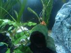 CPO kreeftjes te koop, Dieren en Toebehoren, Vissen | Aquariumvissen, Vis