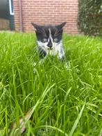 Kittens, Dieren en Toebehoren, Kater