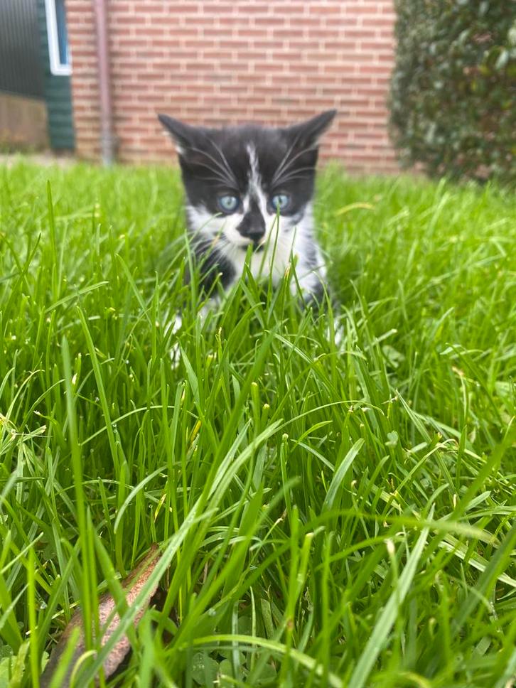 Kittens, Dieren en Toebehoren, Katten en Kittens | Overige Katten, Kater