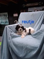 Te koop mooie kleinblijvende speelse boomer pups, Parvo, Overige rassen, 8 tot 15 weken, Meerdere